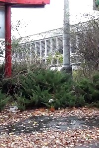 Sensational Blonde Minx Pissing In Public Near Buildings