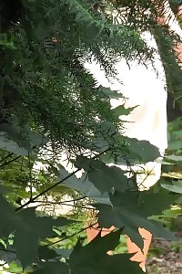 Dazzling Light-haired Pissing On A Bridge