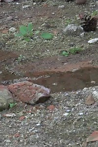 Blonde With Tattoes Sprays Her Pee On The Ground