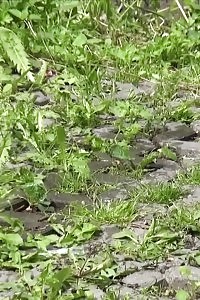 Blonde Lady Has A Massive Pee Outside