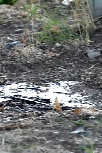 Pornstar Makes A Pissy Puddle On The Ground