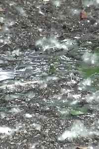 Good-looking Brunette Babe Pisses Before Wiping Clean