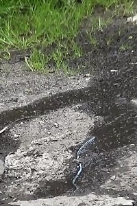 Nice-looking Babe Makes A Pissy Mess Around A Grassy Path