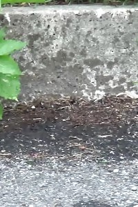 Stunning Ginger Pissing Outside In Shorts