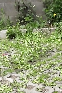 Blonde Lady Has A Massive Pee Outside