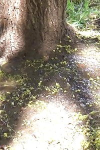 Black Haired Lady Is Filmed Peeing By A Tree