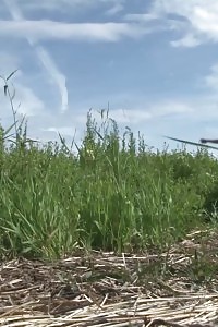 Ginger Honey Pees Over A Huge Rock Outside