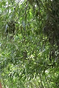 Brunette Girl Is Desperate To Pee Outside