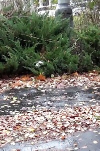 Sensational Blonde Minx Pissing In Public Near Buildings