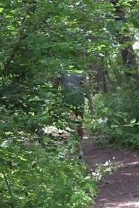 Dazzling Ginger Morgan Squats To Pees Outside