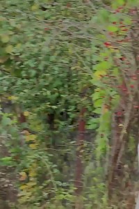 Intriguing Nerdy Babe In Glasses Pisses In Public