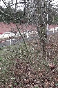 Magnificent Black Haired Chick Sprays Piss On The Ground