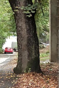 Plumpy Babe Pulls Up Her Dress To Pee Outside