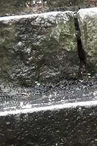 Blonde Honey Pissing On The Bottom Of Some Steps