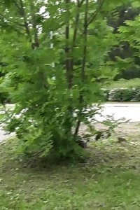 Outdoor Pissing For Brunette Queen In Shorts
