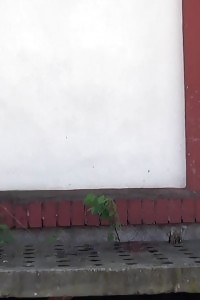 Innocent Miss Pissing Outside On Concrete Steps