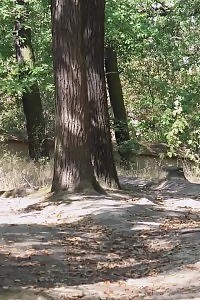 Astonishing Blonde Squats And Pissing On A Tree Stump