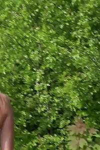 Delightful Blonde Standing To Pee Outdoor In Public