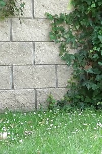 Pee Sprinkles Onto The Grass As This Miss Pissing