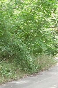 Good-looking Blonde Takes Off Her Shorts To Pee